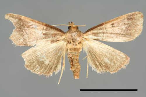<已分類>Family：Noctuidae[夜蛾科][00010771]