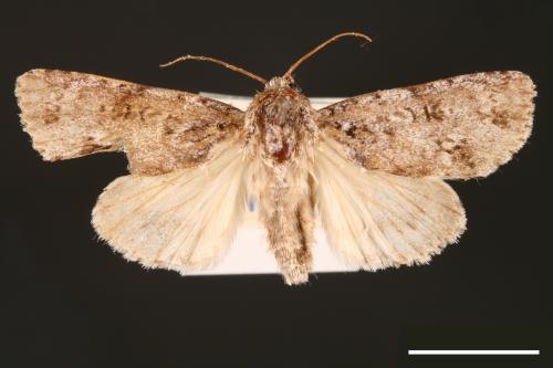 Acronicta albistigma[00000430]