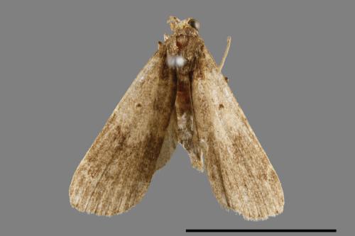 <已分類>Family：Noctuidae[夜蛾科][00010852]