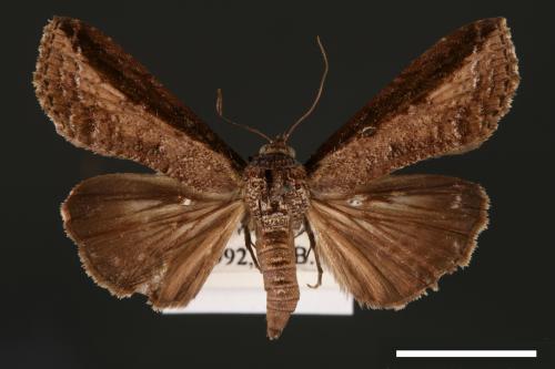 Lophoptera squammigera[暗裙脊蕊夜蛾][00003890]