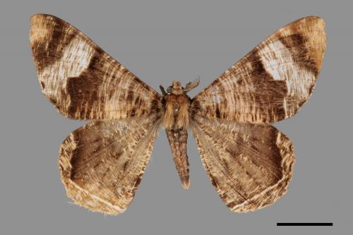Xandrames latiferaria curvistriga[刮紋玉臂尺蛾][00058909]