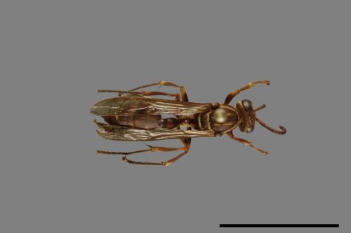 Parapolybia nodosa[叉胸異腹胡蜂][00078716]