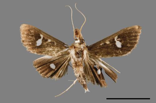 <已分類>Genus：Pleuroptya[00067086]