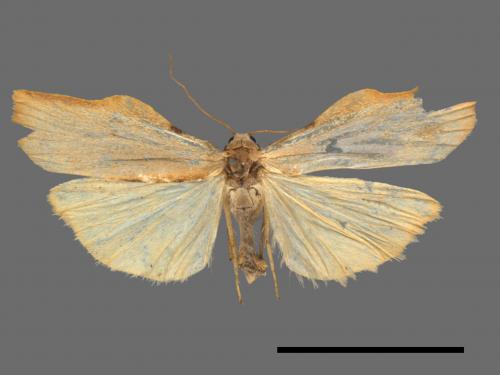 Teulisna tumida[膨圖苔蛾][00042561]