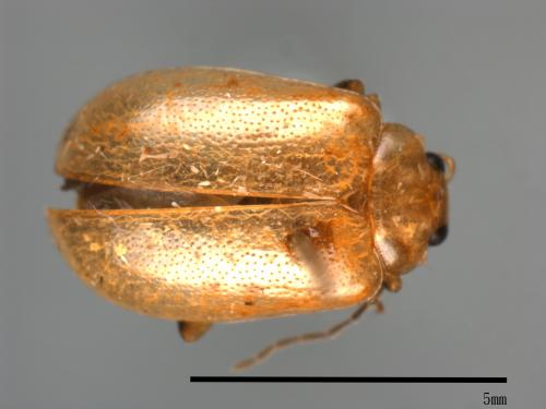 <已分類>Family：Chrysomelidae[金花蟲科][00084018]