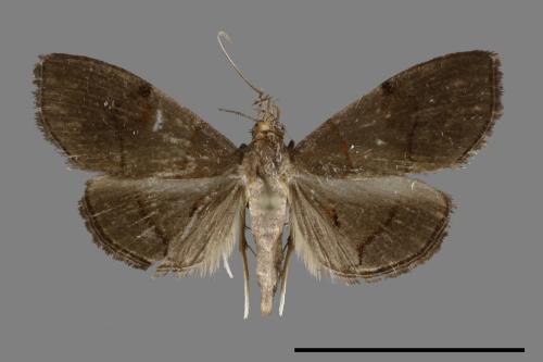 <已分類>Family：Crambidae[草螟科][00100717]