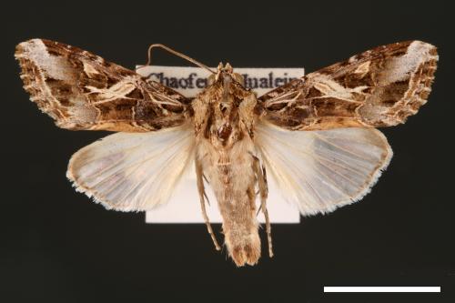 Spodoptera litura[斜紋夜蛾][00002806]