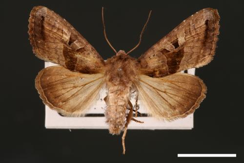 Phlogophora conservuloides[燭影錦夜蛾][00002012]