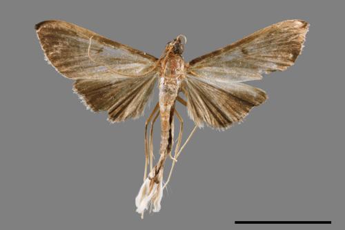 <已分類>Family：Crambidae[草螟科][00045086]