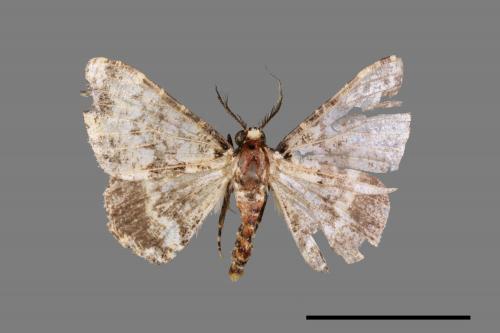 Prochasma dentilinea[齒紋淡黃小尺蛾][00045965]