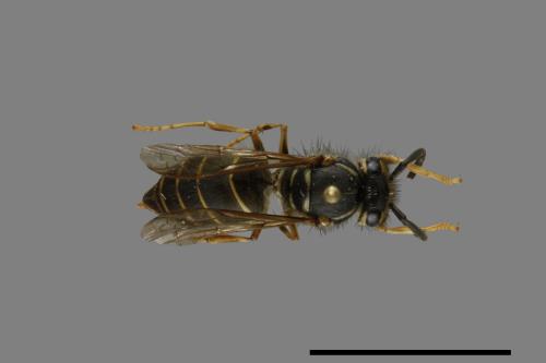 Vespula flaviceps[細黃胡蜂][00073362]