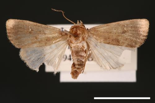 Athetis cognata[00003202]