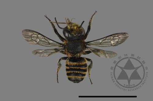 <已分類>Genus：Megachile[切葉蜂屬][00198296]