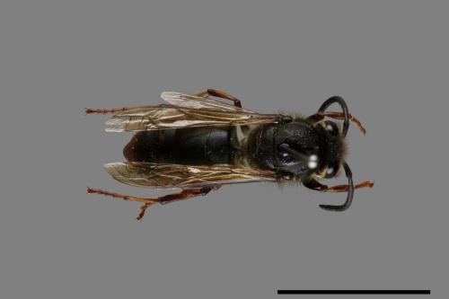 Vespula flaviceps[細黃胡蜂][00073162]