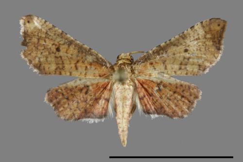 <已分類>Family：Thyrididae[窗蛾科][00100755]