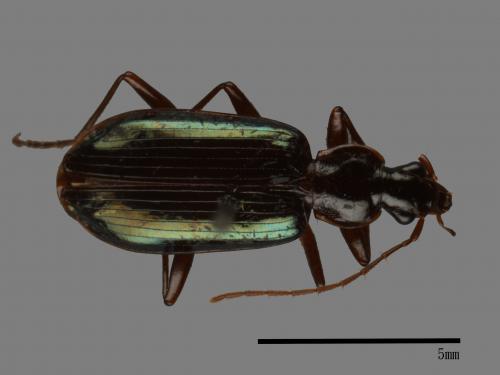 <已分類>Family：Carabidae[步行蟲科][00041357]