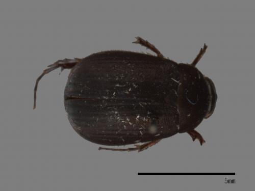 <已分類>Family：Scarabaeidae[金龜子科][00054360]