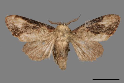 Formofentonia orbifer rotundata[圓紛舟蛾][00037940]