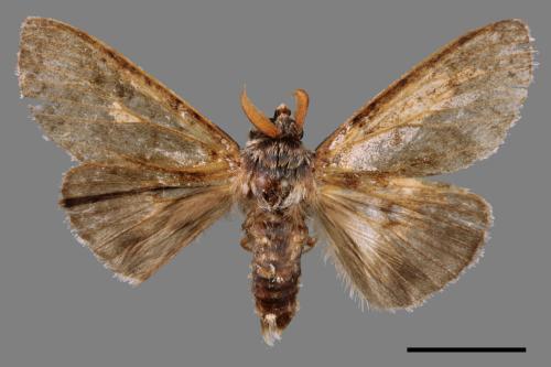 Calliteara postfusca[波茸毒蛾][00044550]