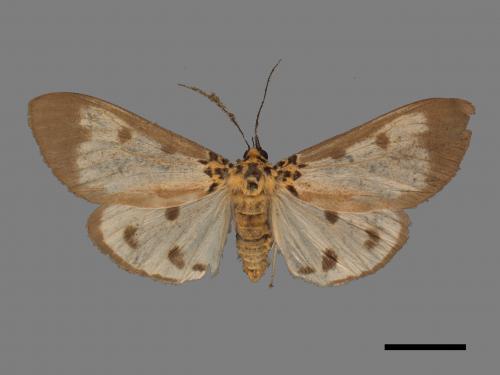 Asota plana lacteata[長斑擬燈蛾][00051874]
