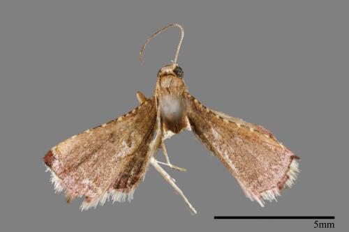 <已分類>Family：Pyralidae[螟蛾科][00021737]