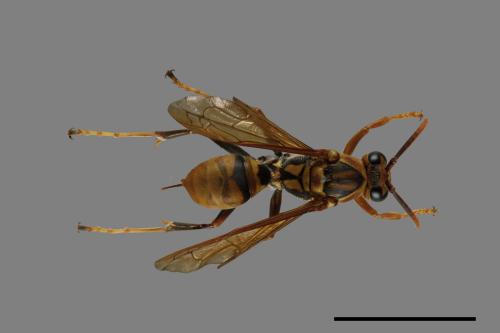 Polistes formosanus[00075681]