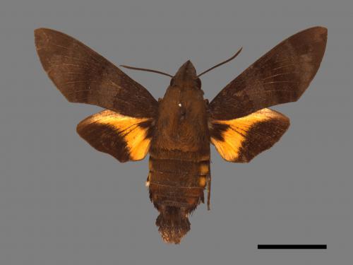 Macroglossum corythus luteata[黃紋長喙天蛾][00016934]