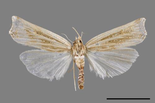 <已分類>Family：Pyralidae[螟蛾科][00067165]