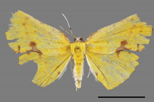Corymica spatiosa[細紋圓窗黃尺蛾][00053441]