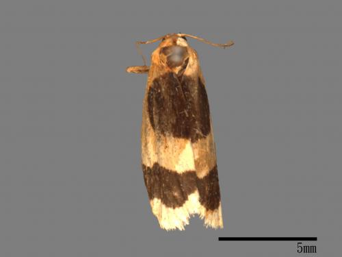 Garudinia simulana[大斑苔蛾][00021787]