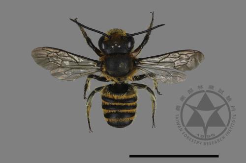 <已分類>Genus：Megachile[切葉蜂屬][00198223]