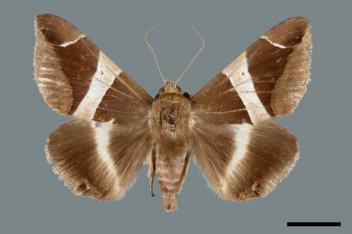 Dysgonia praetermissa[腎巾夜蛾][00005784]