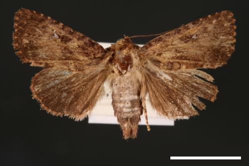 Feliniopsis hyposcota pygmaea[00002183]