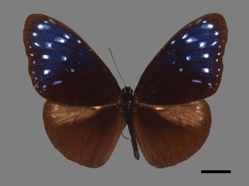 Euploea mulciber barsine[端紫斑蝶][00013378]