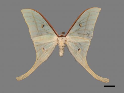 Actias selene ningpoana[長尾水青蛾][00016369]