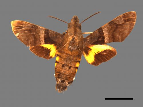 Macroglossum heliophila heliophila[九節木長喙天蛾][00016553]