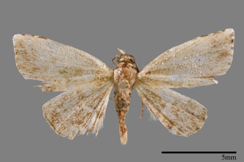 <已分類>Family：Noctuidae[夜蛾科][00008532]