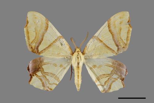Trotocraspeda divaricata[金黃歧帶尺蛾][00071712]
