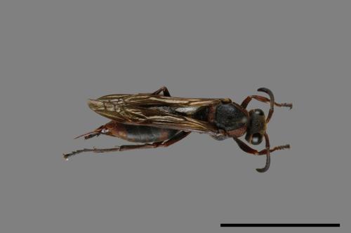 Polistes eboshinus[姬長腳蜂][00072623]