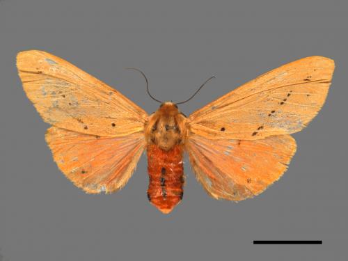 Spilarctia wilemani[褐赭污燈蛾][00058220]