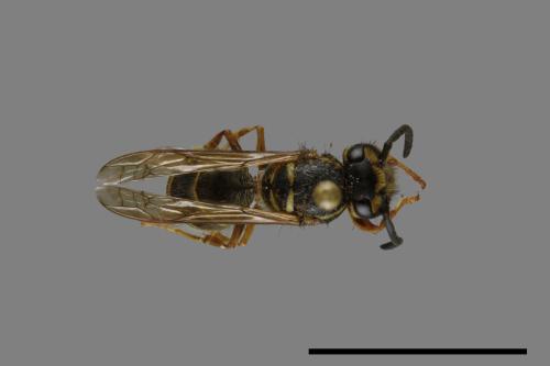 Vespula flaviceps[細黃胡蜂][00073114]