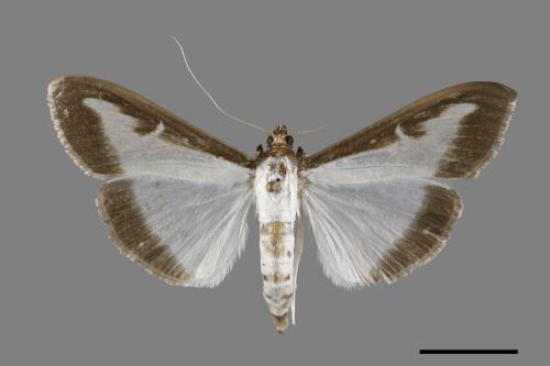 Diaphania indica[00100722]