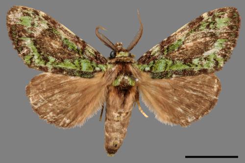Somera viridifusca viridifusca[瑟舟蛾][00054606]