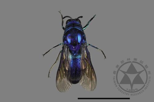 <已分類>Family：Chrysididae[青蜂科][00171938]