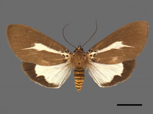 Asota heliconia zebrina[圓端擬燈蛾][00052556]