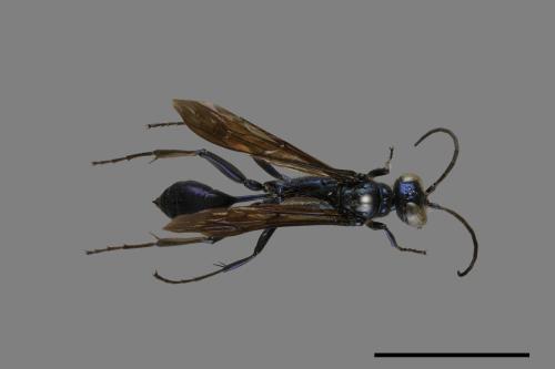 <已分類>Order：Hymenoptera[膜翅目][00072538]