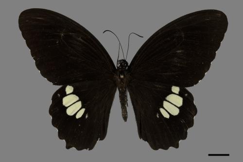 Papilio castor formosanus[無尾白紋鳳蝶][00101108]