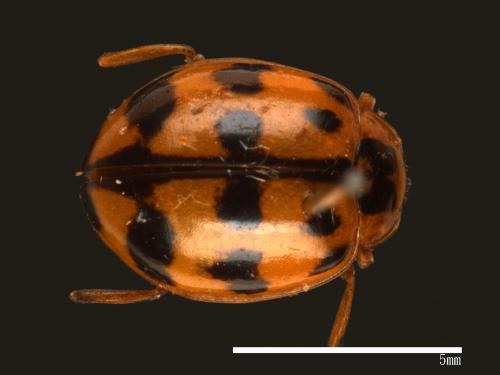 Harmonia octomaculata[八斑和瓢蟲][00085075]
