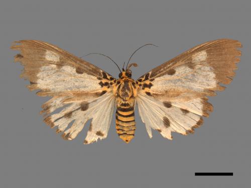 Asota plana lacteata[長斑擬燈蛾][00039803]