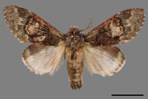 Vaneeckeia pallidifascia centrobrunnea[褐丸舟蛾][00042685]